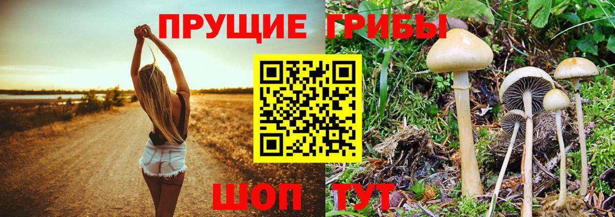 Урус-Мартан  Псилоцибиновые грибы Psilocybine cubensis  Вход с VPN 